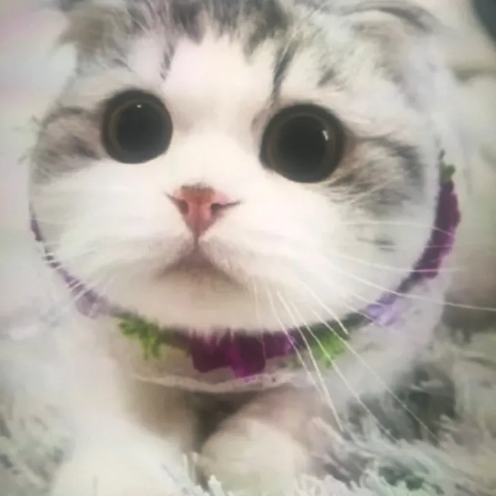funnypet_0018