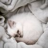 tsukithebirmancat