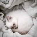@tsukithebirmancat