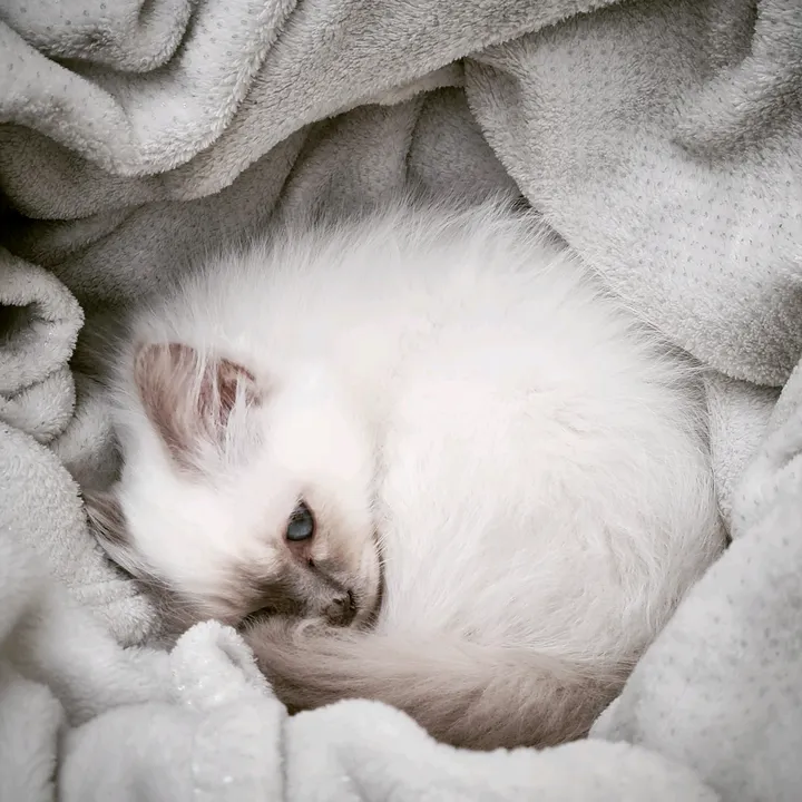 @tsukithebirmancat