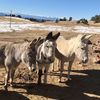 ccdonkeysofficial