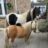 diamondponyparties