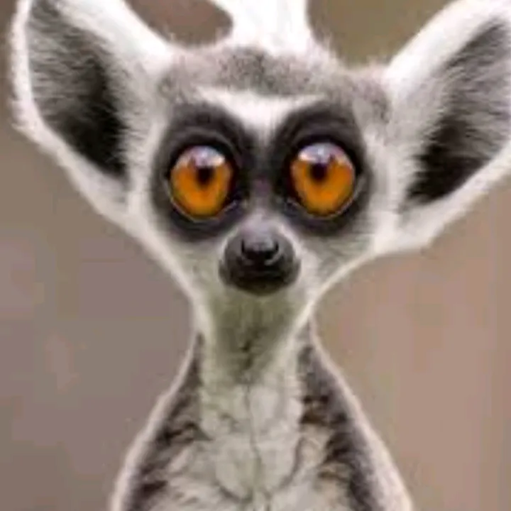 maksimussspo