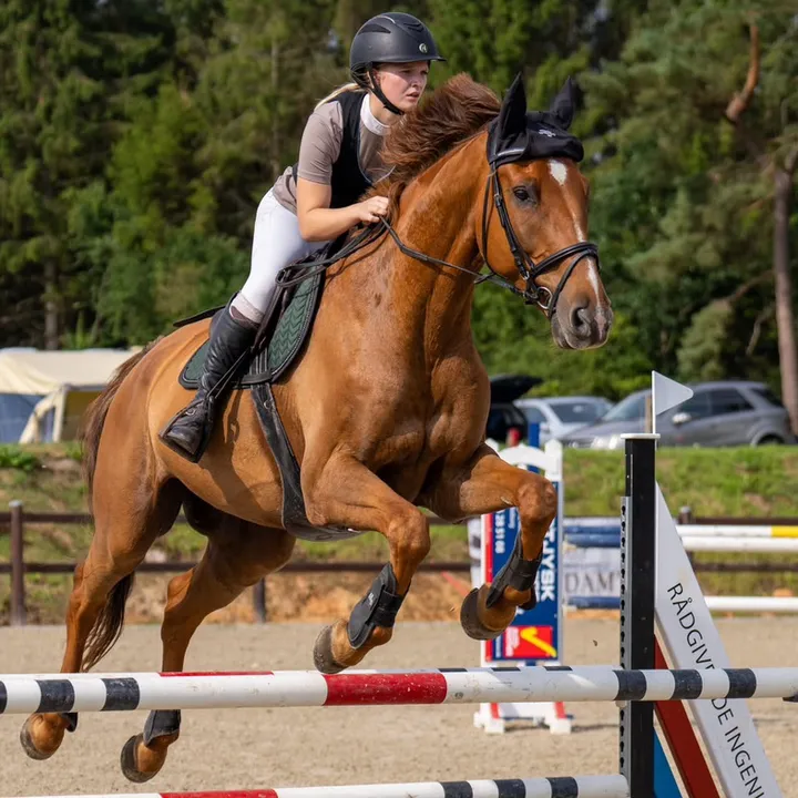 kv_equestrian