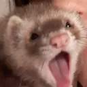 @x.theferretcolony.x