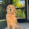 golden.gentleman