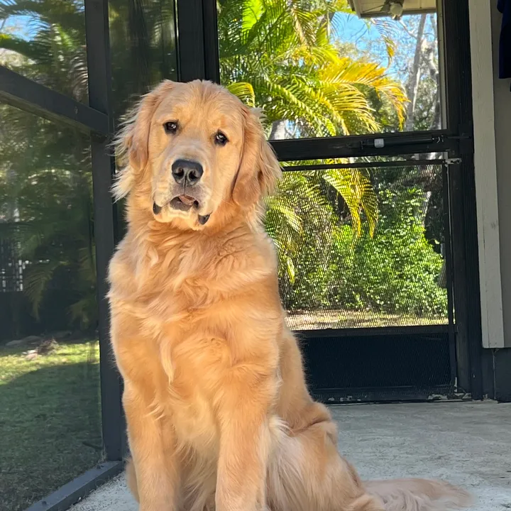 golden.gentleman