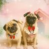 pugsofyharry