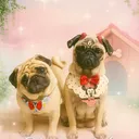 @pugsofyharry