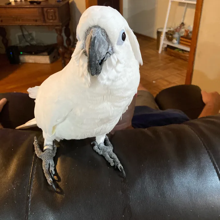 busterrthecockatoo