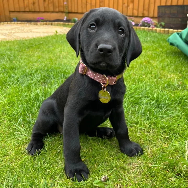 theblacklabbonnie