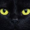blackcatsmattter