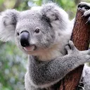 @koalakingoffical