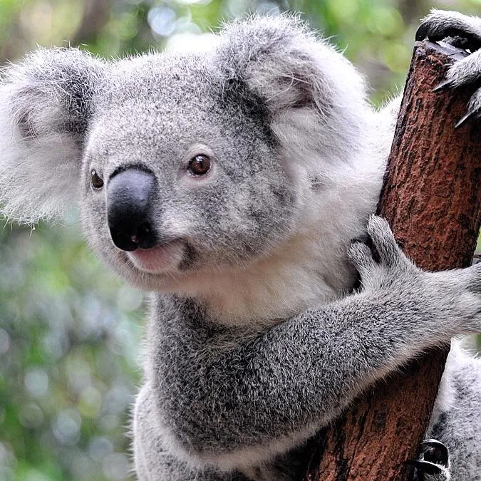 koalakingoffical