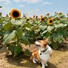 the_corgi_of_montecristo