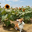 @the_corgi_of_montecristo