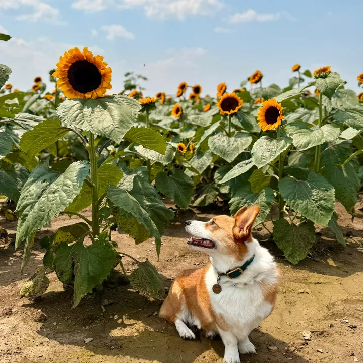 the_corgi_of_montecristo