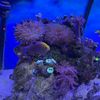 aquaristapl