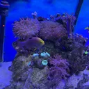 @aquaristapl