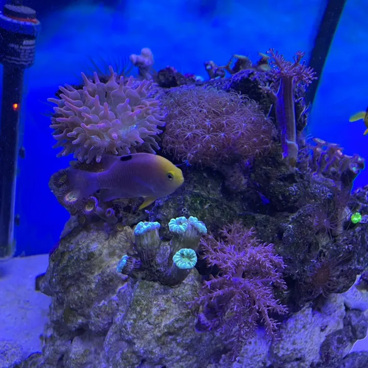 @aquaristapl
