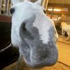 texas_219