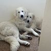 pyreneesdogs