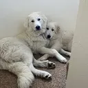 @pyreneesdogs