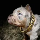 @wildtrikennels