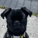 @hersheyvpug
