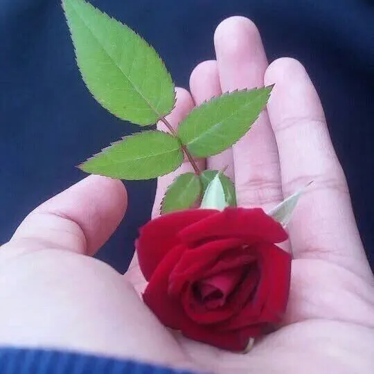 sadafaziz18