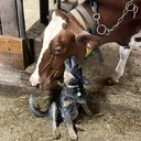 @centurymacfarm