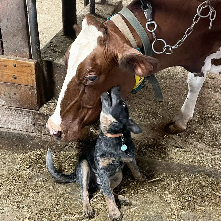 centurymacfarm