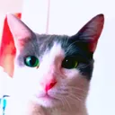 @animalesreales