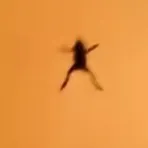 @cypress_cryptid_vibes