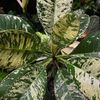 just_fishandplants