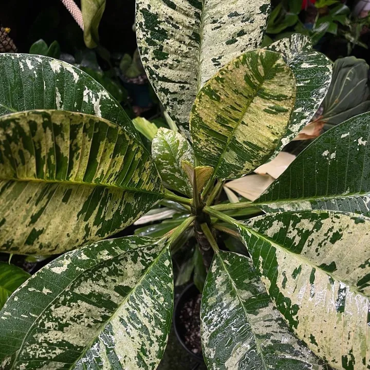 @just_fishandplants
