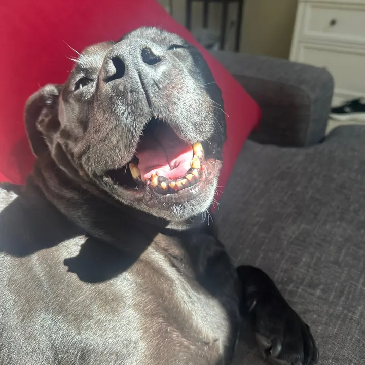 @guldilox