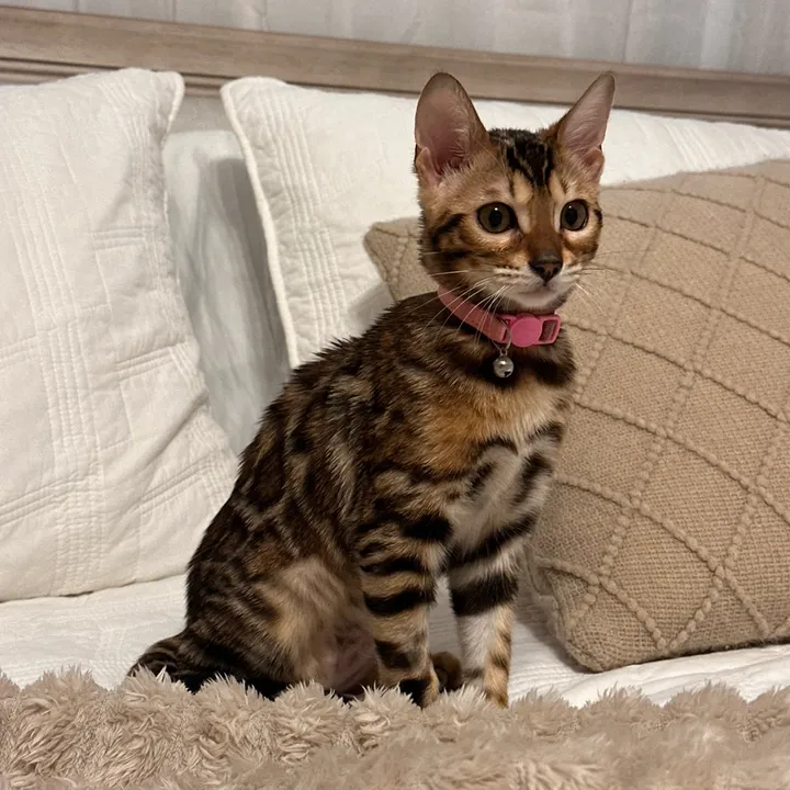 @cleochanelthebengal