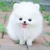 cutepuppy012023