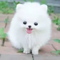 @cutepuppy012023