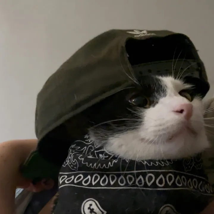 @whatthepurr