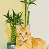 goldcat6688