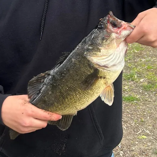 tonyfishin6
