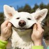 cute.dogs.channel1