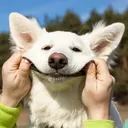 @cute.dogs.channel1
