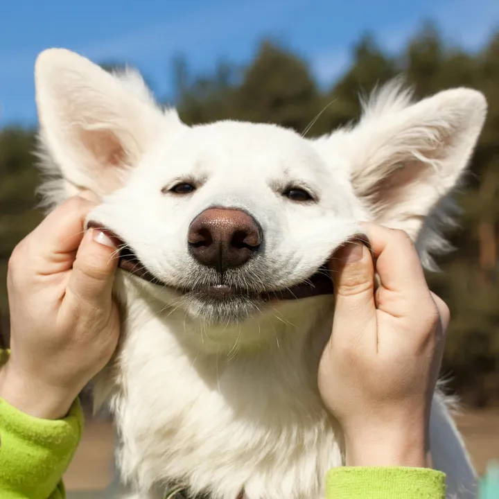 @cute.dogs.channel1