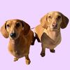 hazel.bea.weenie