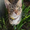 @thecomedycat