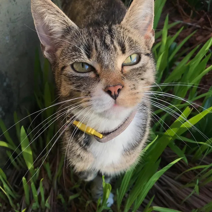 thecomedycat