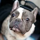 @armageddon_frenchie